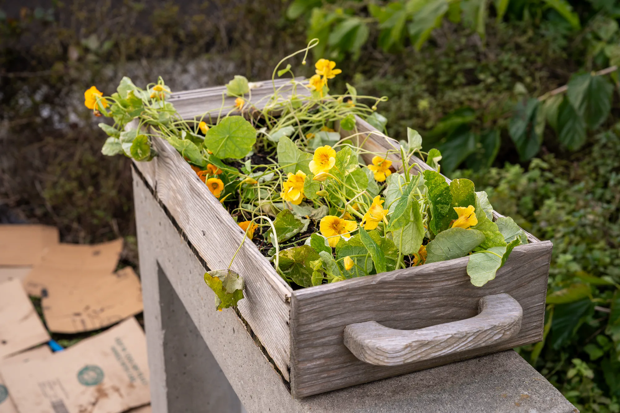 planter full of nasturtiums