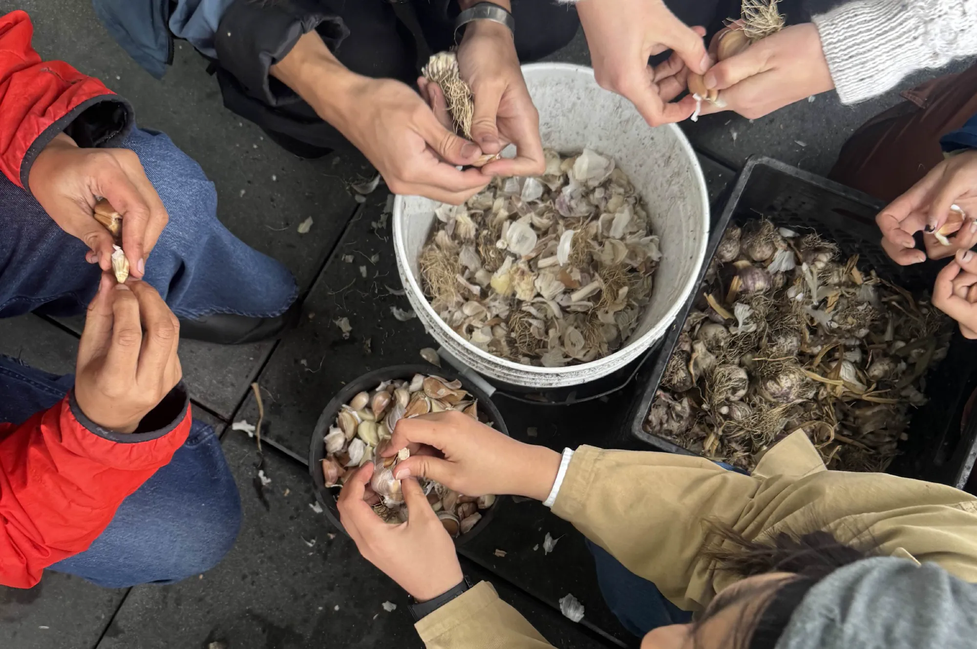 volunteers separating garlic bulbs