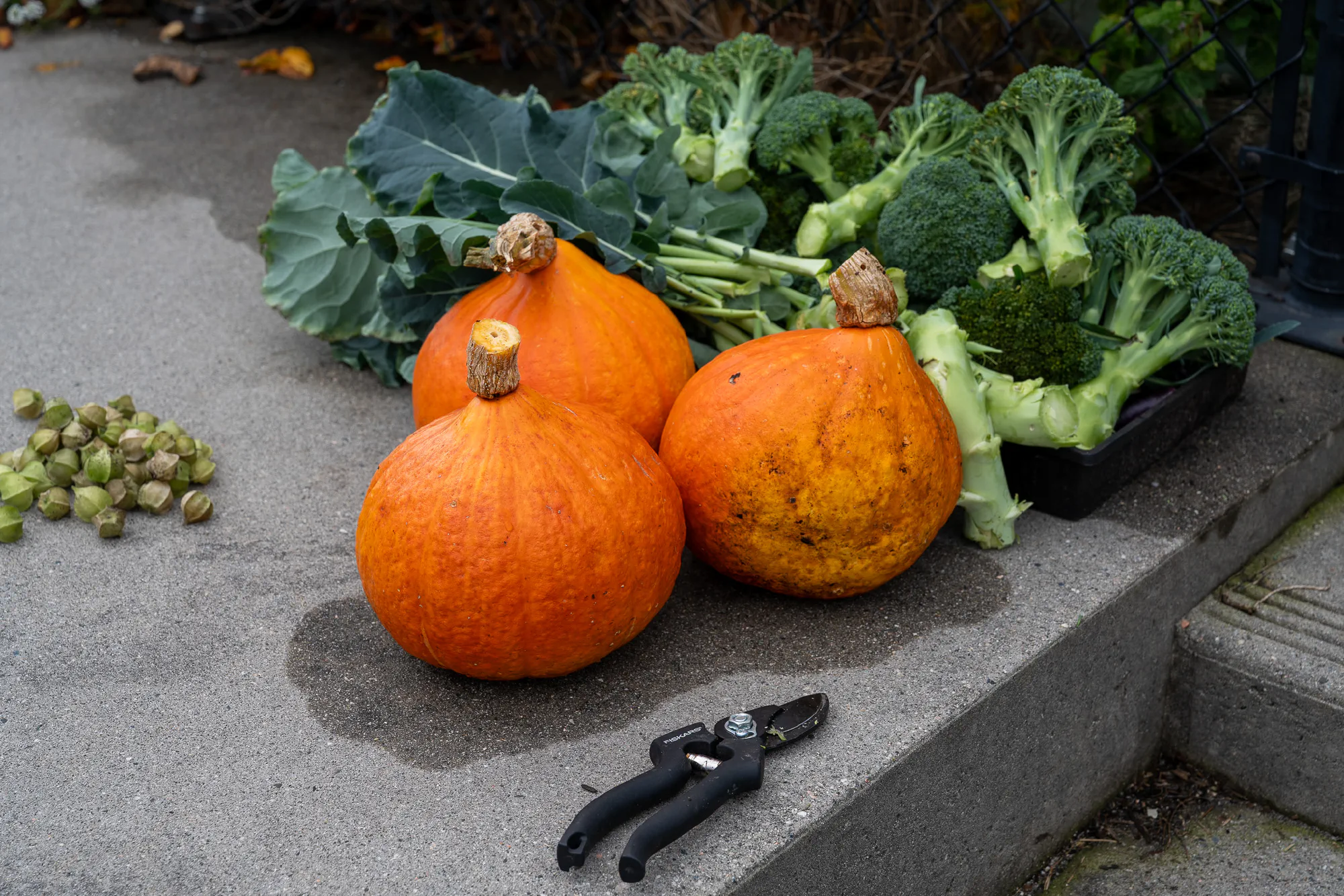 freshly harvested squash and broccoli