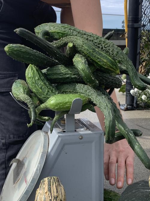 2024-09-30_cucumbers.jpg