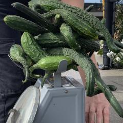 2024-09-30_cucumbers.jpg