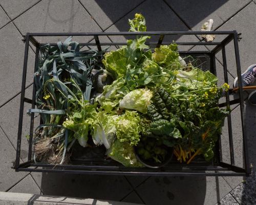 2024-10-17_greens.jpeg