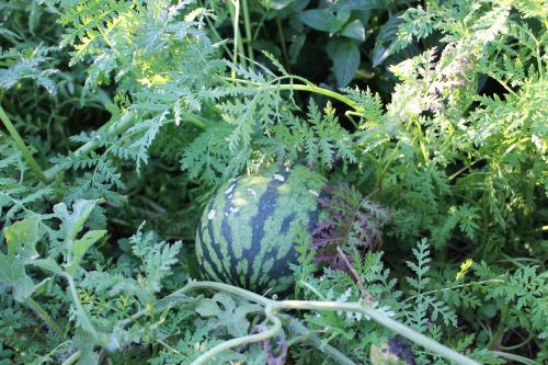 2025-08-26_watermelon.JPG