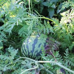 2025-08-26_watermelon.JPG
