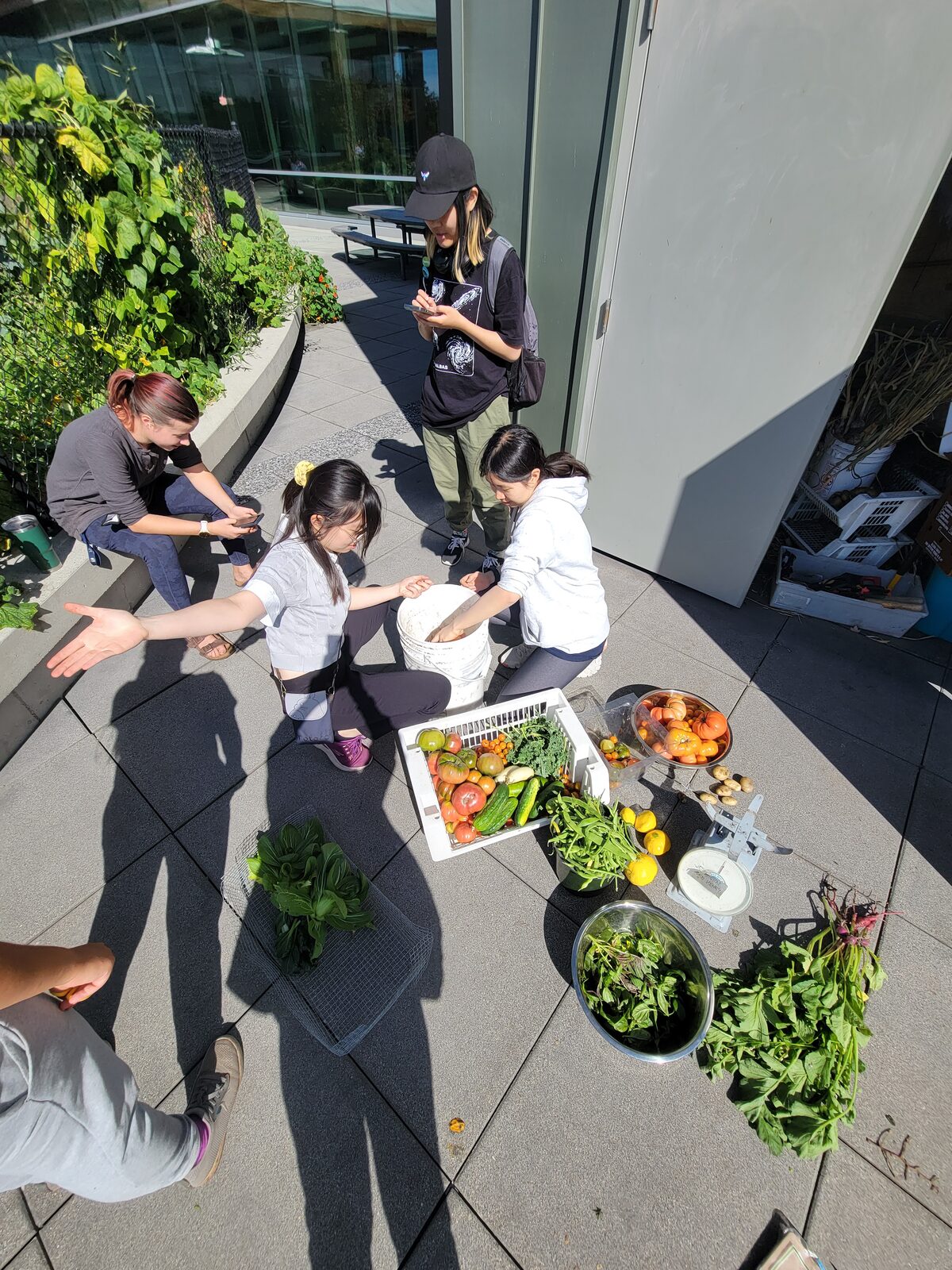 volunteers sorting freshly harvested produce on the rooftop