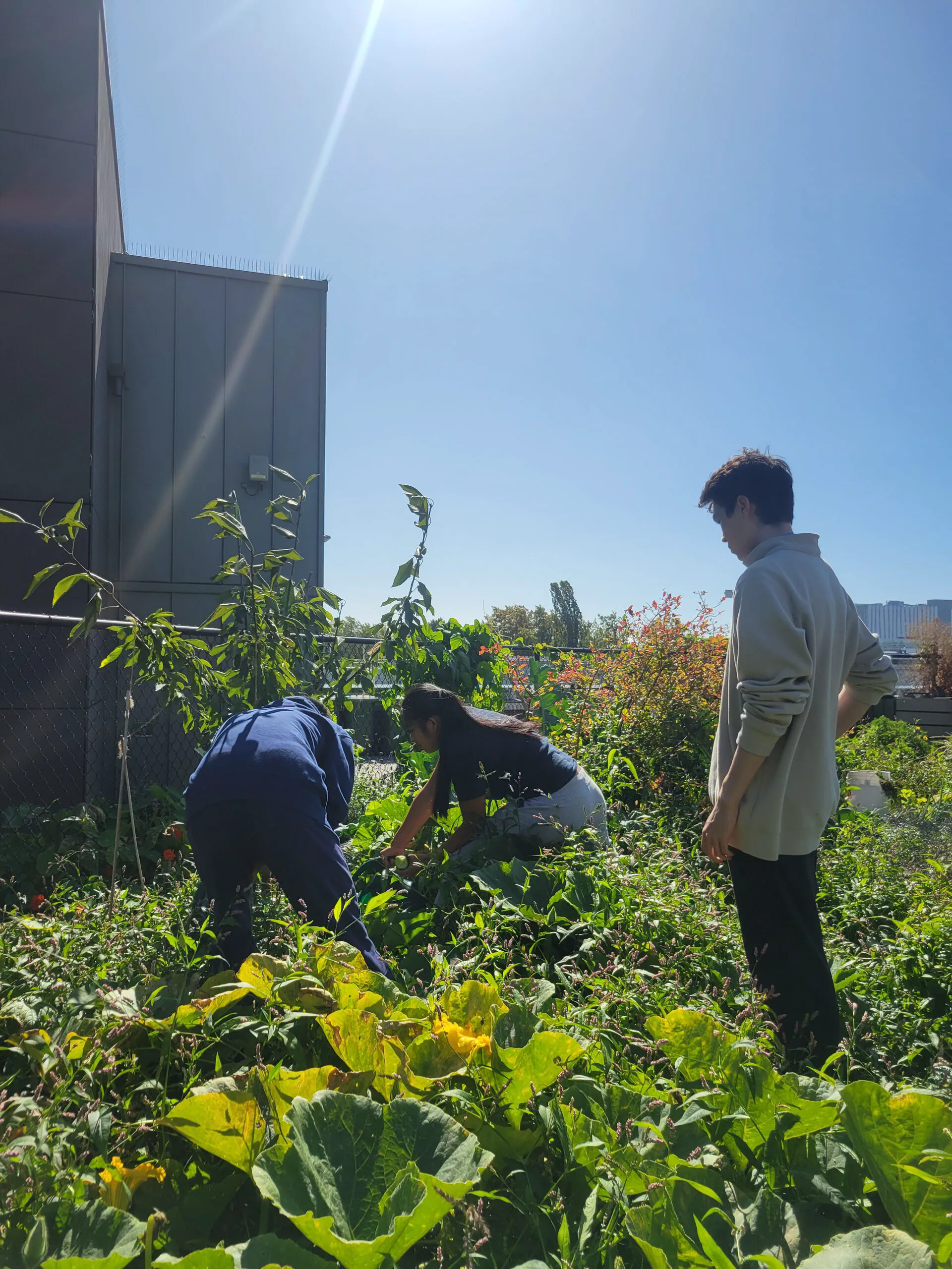 volunteers working among the garden beds